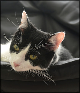 short-fur black and white car on black textile thumbnail