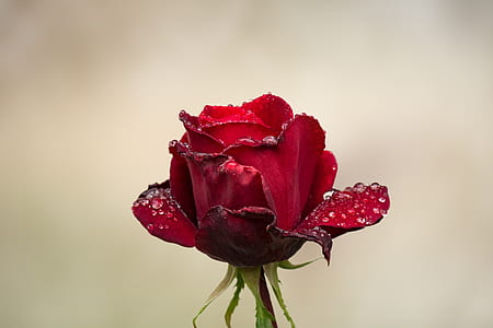 tilt shift lens photography of red rose thumbnail
