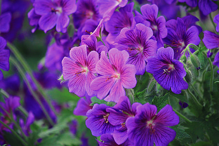purple Geranium flowers in bloom close up photo thumbnail