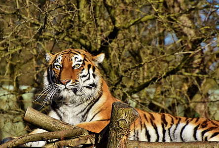 tiger lying down thumbnail