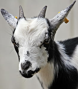 black and white goat photo thumbnail