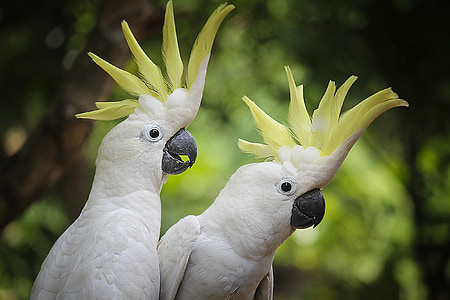 two white parrots thumbnail