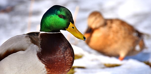 mallard duck on snow terrain close-up photo thumbnail