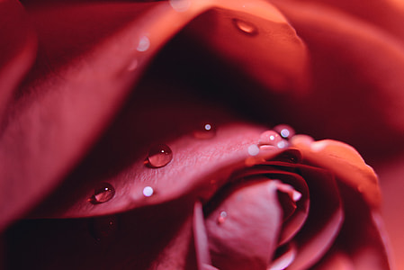 closeup photo of red rose in bloom thumbnail