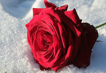shallow focus photography of red rose on white surface thumbnail