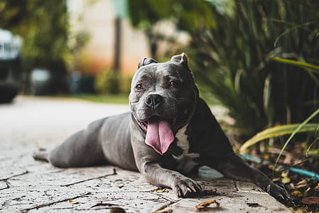 gray and white American Pitt bull thumbnail