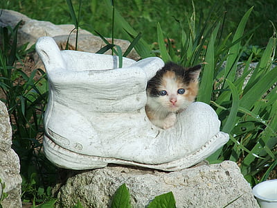 brown and white kitten on white concrete boot decor at daytime thumbnail