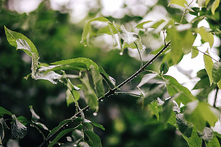 Wet spring garden thumbnail