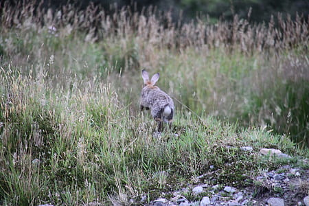 gray rabbit in grass thumbnail