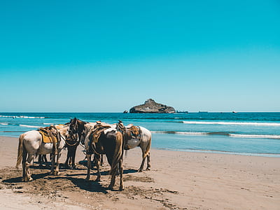 horses near the seashore thumbnail