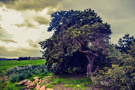 green tree under grass field under gray sky thumbnail