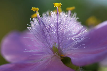 macro photo of purple flower stamen thumbnail