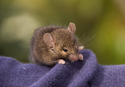 brown mouse shallow focus photography thumbnail