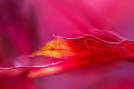 macro photography of red and orange leaf thumbnail