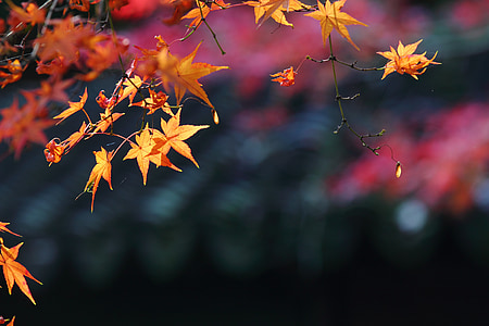 selective focus photography of leaves thumbnail