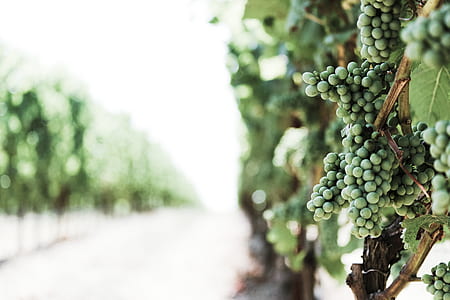 green fruits photo thumbnail