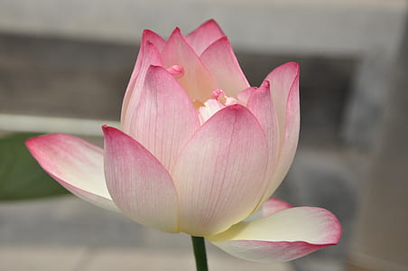 pink and white petaled flower thumbnail