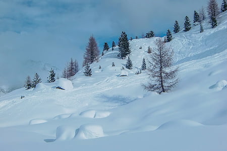 scenery of trees covered with snow thumbnail