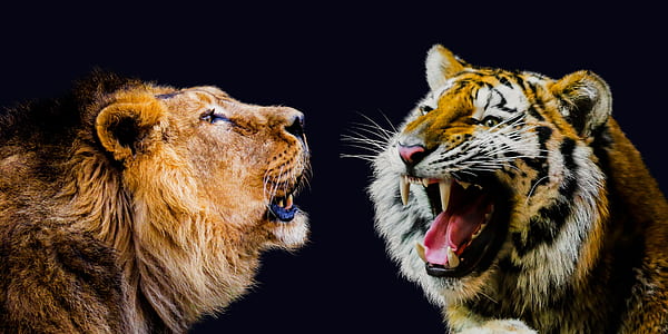 Lion and Tiger illustration thumbnail