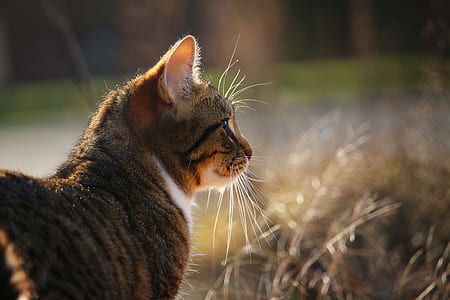 selective focus photography of gray cat thumbnail