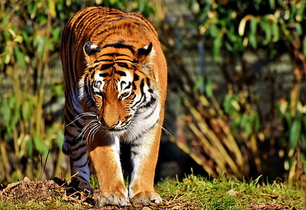wildlife photography of tiger thumbnail