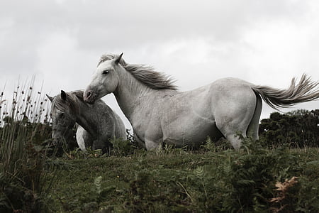 white and gray horses on grass field thumbnail