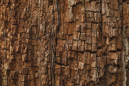Rotting Wood Texture Photo thumbnail