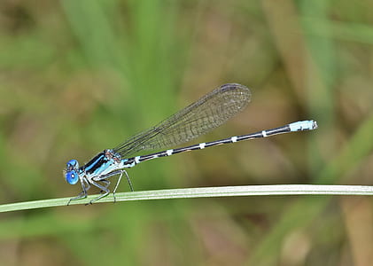 macro photography of damselfly thumbnail