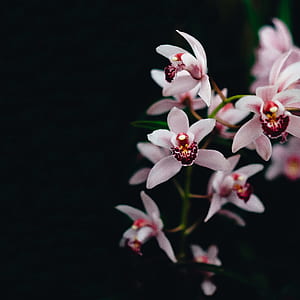 selective focus photography of white and red orchid flower thumbnail