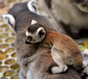 lemur and baby lemur on back thumbnail