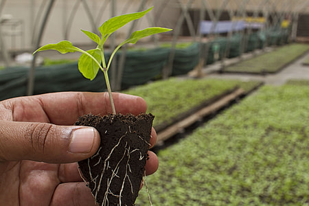 person holding plant thumbnail