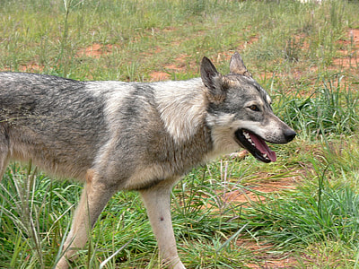 close-up photo of grey wolf thumbnail