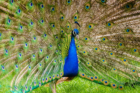 Peacock on Green Grass thumbnail