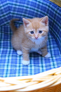 short-fur orange kitten thumbnail