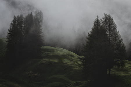 Low-light Photo of Mountain With Pine Trees Covered With Fogs thumbnail