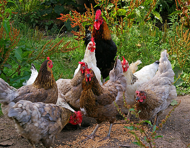 flock of assorted-color chicken at daytime thumbnail