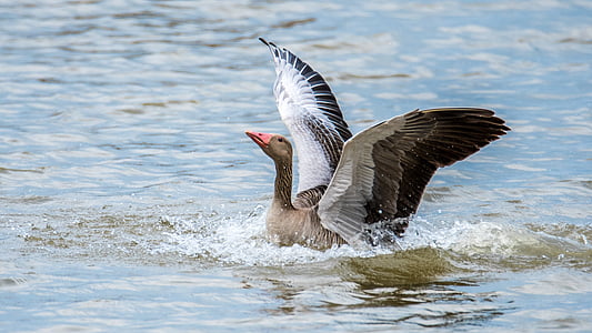 gray duck on body of water thumbnail