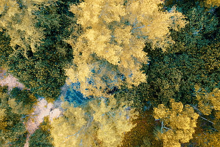 Top View Photo of Yellow and Green Leafed Trees thumbnail