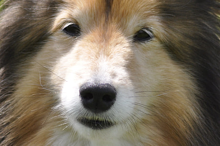 medium-coated brown and black dog thumbnail