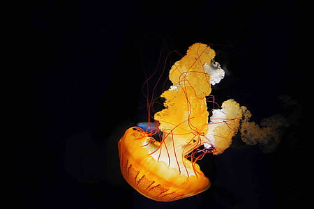 yellow jellyfish thumbnail