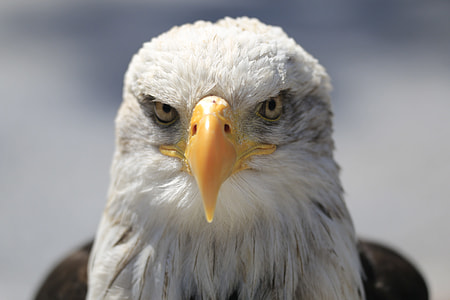 tilt shift photo of bald eadgle thumbnail