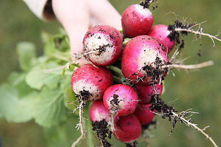 person holding turnips thumbnail