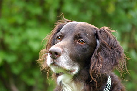 close-up photography of adult red and white English Springer spaniel puppy thumbnail