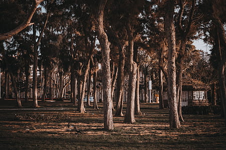 Gazebo Near Trees thumbnail