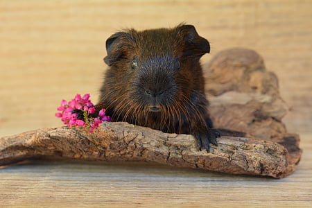 selective focus photography of brown rodent thumbnail