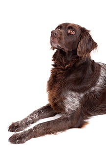brown and white German long-haired pointer with white background thumbnail