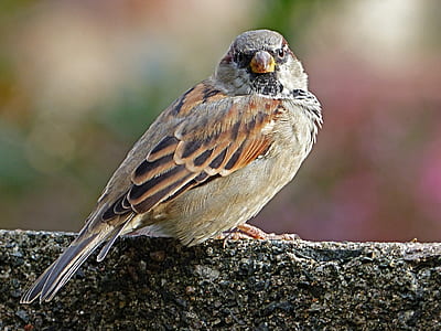 Brown Bird Standing on Gray Concrete thumbnail