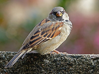 brown sparrow perched on concrete pavement thumbnail