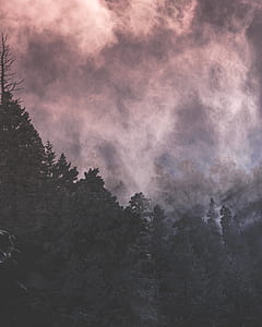 white fog above forest thumbnail