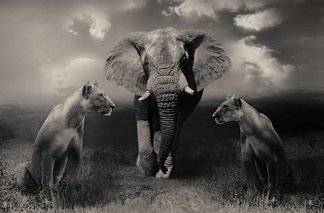 grayscale photo of elephant between tigresses thumbnail